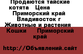 Продаются тайские котята › Цена ­ 2 000 - Приморский край, Владивосток г. Животные и растения » Кошки   . Приморский край